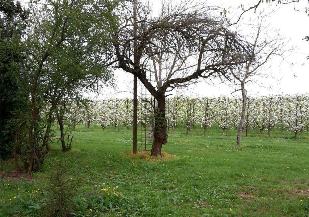 Agriturismo Dosso Al Porto Villa Rolo Eksteriør bilde